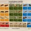 Tableaux des différents insectes 