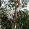 Nefta (Tunisie)