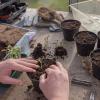 Ateliers pédagogiques pour tous,  sur inscriptions, découvrir ou se perfectionner au techniques de jardinages,  loisirs créatif et pédagogiques pour tous les âges tarifs de groupes pour professionnels, ateliers pour enfants, activité de jardinage ludique sur Béziers, potager, soins des plantes, atelier de bouturage, ateliers greffes, atelier création de Kokedama,  Atelier création de terrarium, atelier de rempotage
