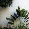 vente d'une sélection de plantes de plantes d'intérieur rares et remarquable sur Béziers  www.natura-beziers.com