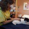 Séance sur un animal , Microkinesitherapie . 