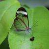 des petits papillons transparents 