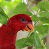 un oiseau curieux 