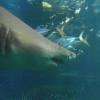 requins