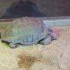 une tortue