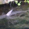 un requin