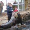 les lions des mers