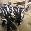 les manchots du cap