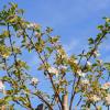 Pommier en fleur commandé pour un paysagiste