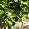 Citrus en fleur commandé pour un paysagiste