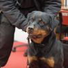 maitre chien agent cynophile
