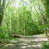 Une forêt entretenue