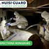 Dératisation à Lyon avec Nuisiguard – Élimination rapide de rats et souris en zone urbaine