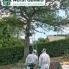 Traitement des chenilles processionnaires à Lyon – Intervention préventive et curative par Nuisiguard