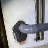Trou de rat dans un mur
