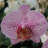Phalaenopsis Miva Pétillant