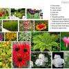 A Orgeval ou Bougival, choisissez les fleurs et plantes qui orneront les massifs de votre aménagement extérieur.