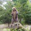 Ours brun