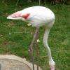 Flamant rose