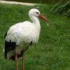 Cigogne