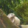 Marmotte