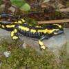 Salamandre