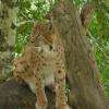 Lynx