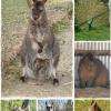 Les animaux du parc
