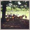 Cerfs et biches