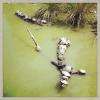 Tortues de Floride