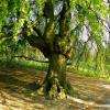 un bel arbre noueux