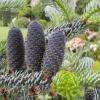 Picea Koréana.