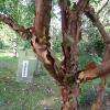 Acer.