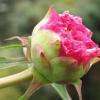 Eclosion d'une Pivoine.