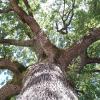 Parc avec arbres centenaires