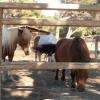 Centre Equestre