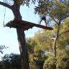 Parcours accro-branches adulte