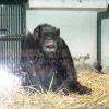 jojo le singe, très connu au parc