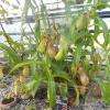 Une plante carnivore