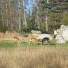 Antilopes (cobes)
