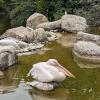 Pélican dans la plaine africaine 