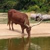 Watusi dans la plaine africaine 