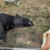 Tapir