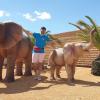 Petit train safari