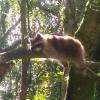 Le racoon - Parc des Mamelles - Février 2015