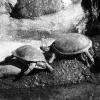 Une race de tortue - Parc des Mamelles - Février 2015