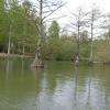 Cyprès chauves (ou de Louisiane);