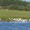 Une grande aigrette rend visite aux spatules blanches-avec un intrus, un grand cormoran-