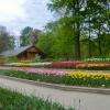 les tulipes sont magnifiques en ce mois d'Avril