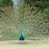 le paon fait la roue 
